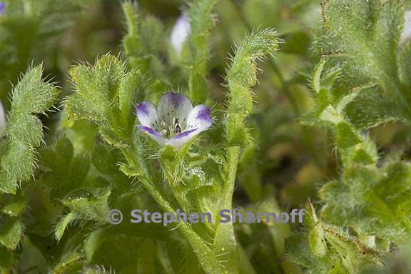 nemophila pedunculata 1 graphic